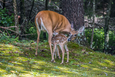 Doe and her fawn 