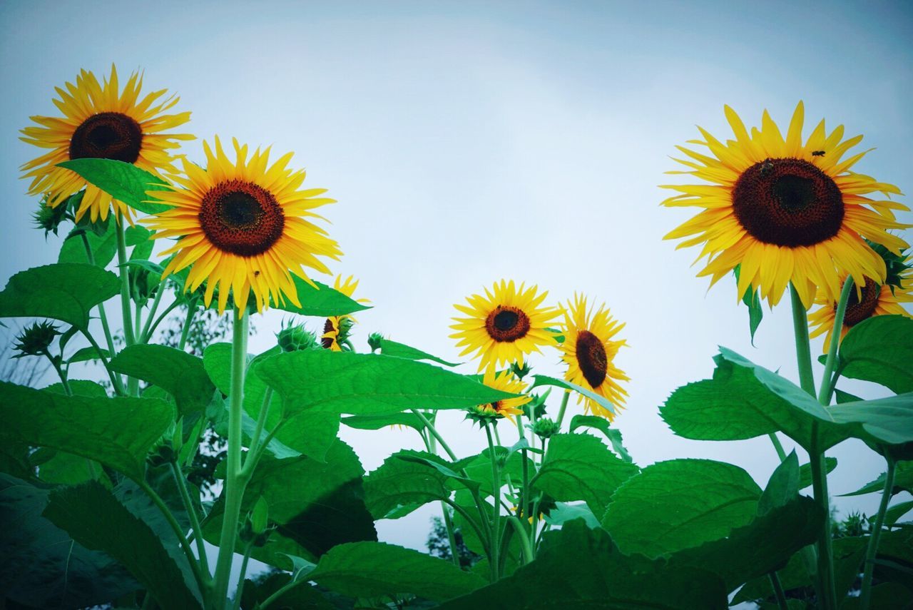 flower, freshness, fragility, petal, beauty in nature, growth, nature, flower head, yellow, plant, leaf, sunflower, day, blooming, no people, outdoors, black-eyed susan, close-up, clear sky, sky