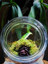 Close-up of potted plants in jar