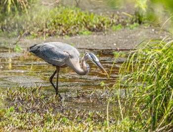 Side view of a bird in water