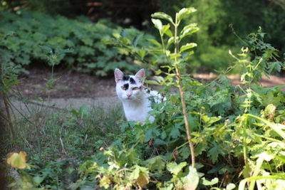 Portrait of a cat on ground