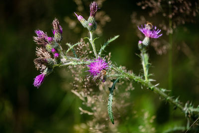 Close-up of purple flowering plant