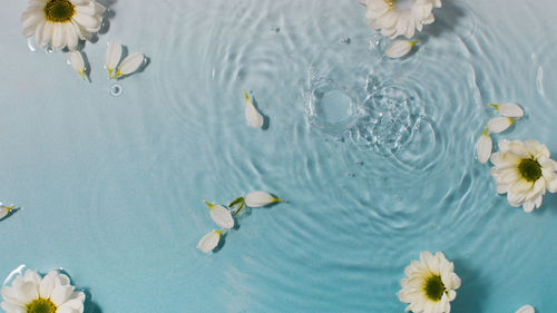 Fresh chamomile flowers and white petals on water surface with drop circles