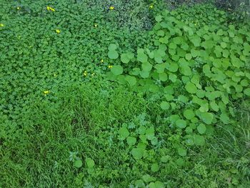 Full frame shot of plants on field