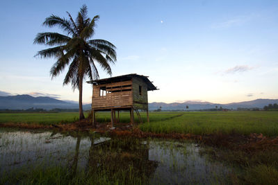 Hut by palm trees on field against sky