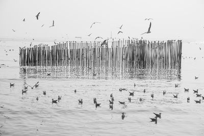 Flock of birds flying over lake