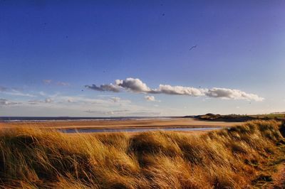 Scenic view of beach against sky