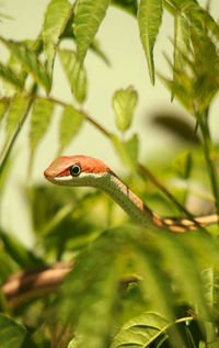 Close-up of lizard on tree