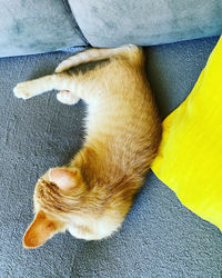 High angle view of cat sleeping