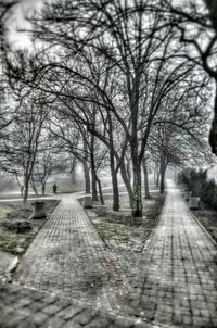 Bare trees along road