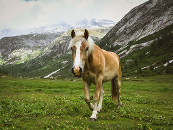 Horse standing on grassy field against mountains