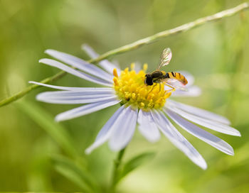 Close-up of insect on flower