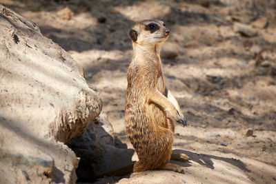 View of lizard on rock