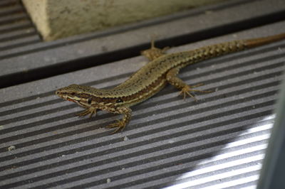 High angle view of lizard