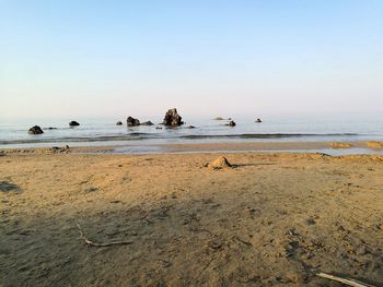 Birds on beach against clear sky