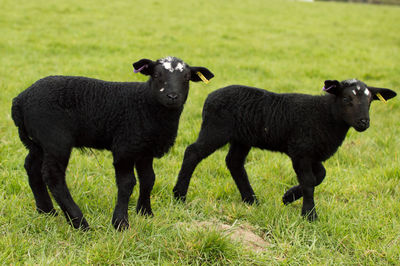 Black lambs on grassy field