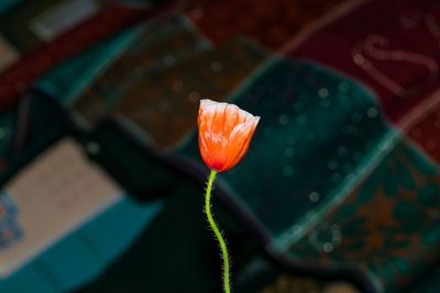 Close-up of orange flower on leaf