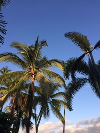 Low angle view of palm trees against blue sky