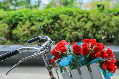 Close-up of red flowering plant