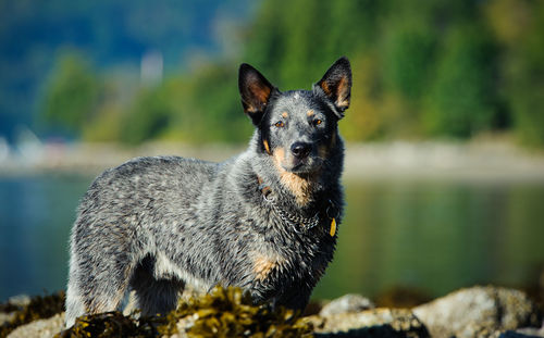 Close-up portrait of a dog in lake