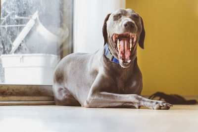 Portrait of dog sitting at home
