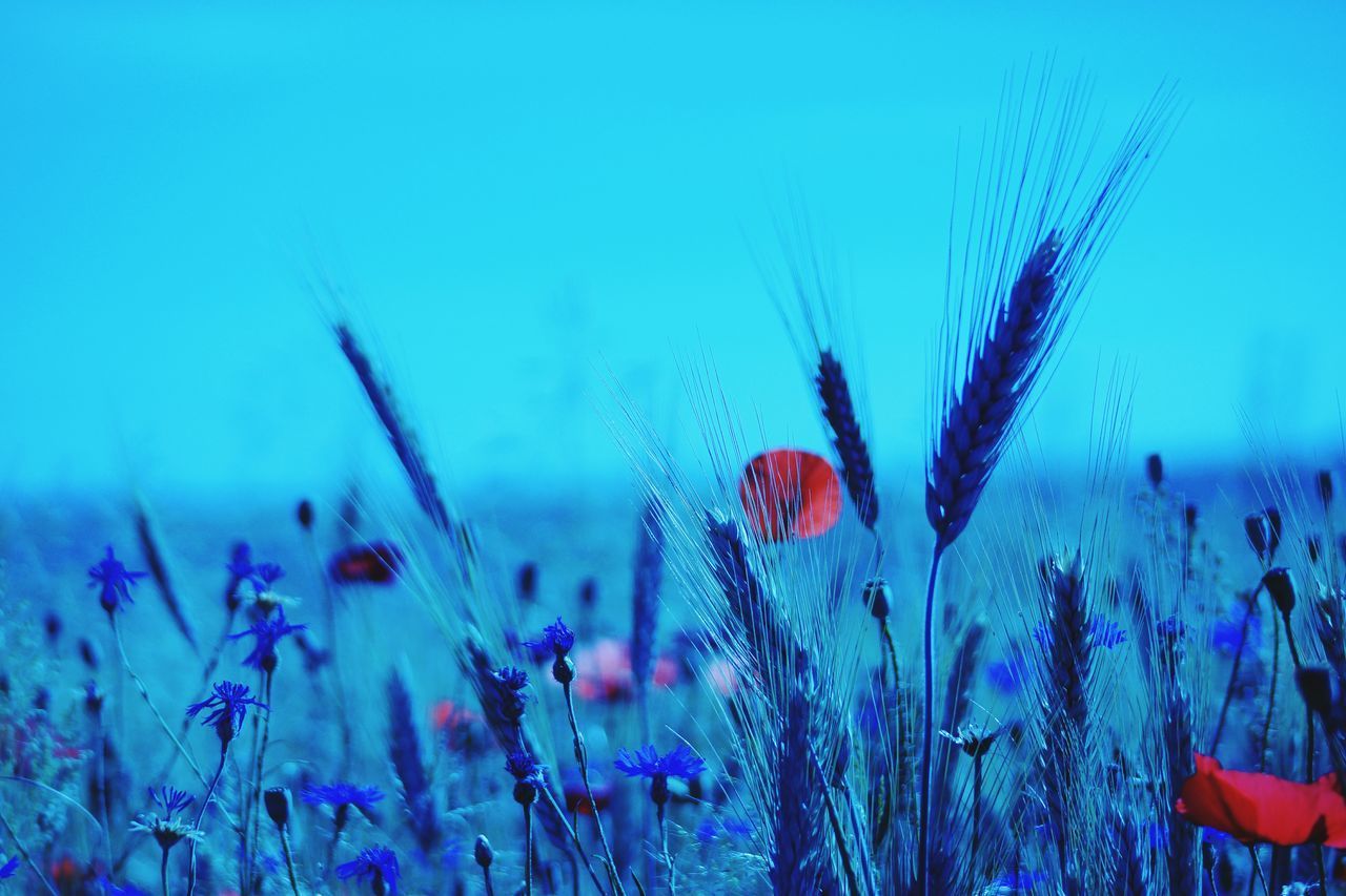 CLOSE-UP OF WHEAT GROWING ON FIELD AGAINST SKY