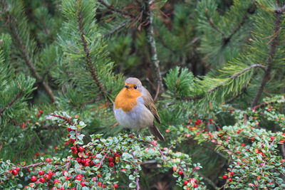 Close-up of bird perching on tree