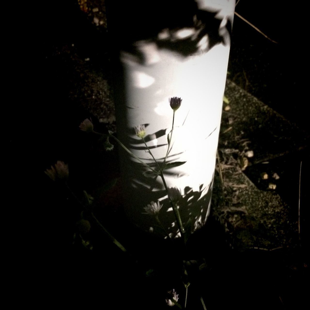 close-up, high angle view, plant, leaf, focus on foreground, water, night, outdoors, freshness, nature, no people, growth, wet, grass, sunlight, drop, fragility, front or back yard, white color