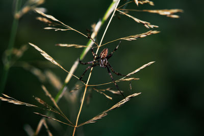 Close-up of insect on plant