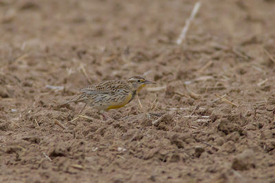 Close-up of bird perching on a land