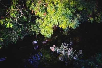 High angle view of plants growing in lake