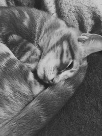 Close-up of cat sleeping on bed