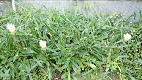 Close-up of plants