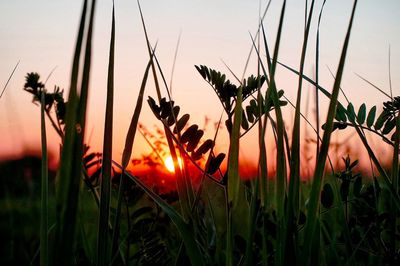 Close-up of plants growing on field against sky during sunset