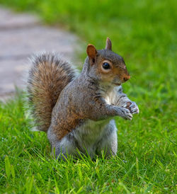 Close-up of squirrel on grass