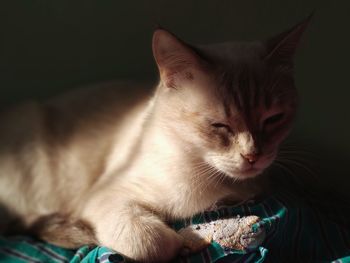 Close-up of cat sitting