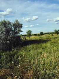 Scenic view of field against sky