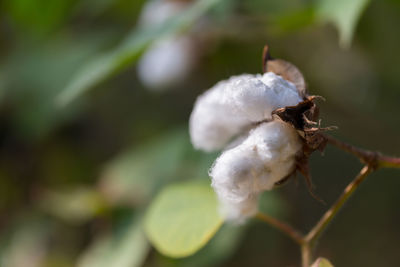 Close-up of white flowering plant