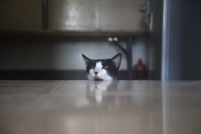 Portrait of cat on floor at home