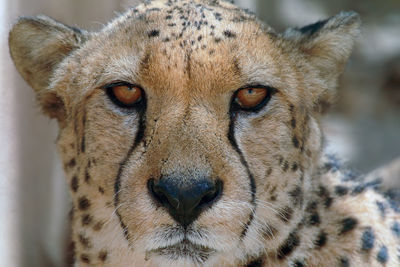 Close-up portrait of cheetah