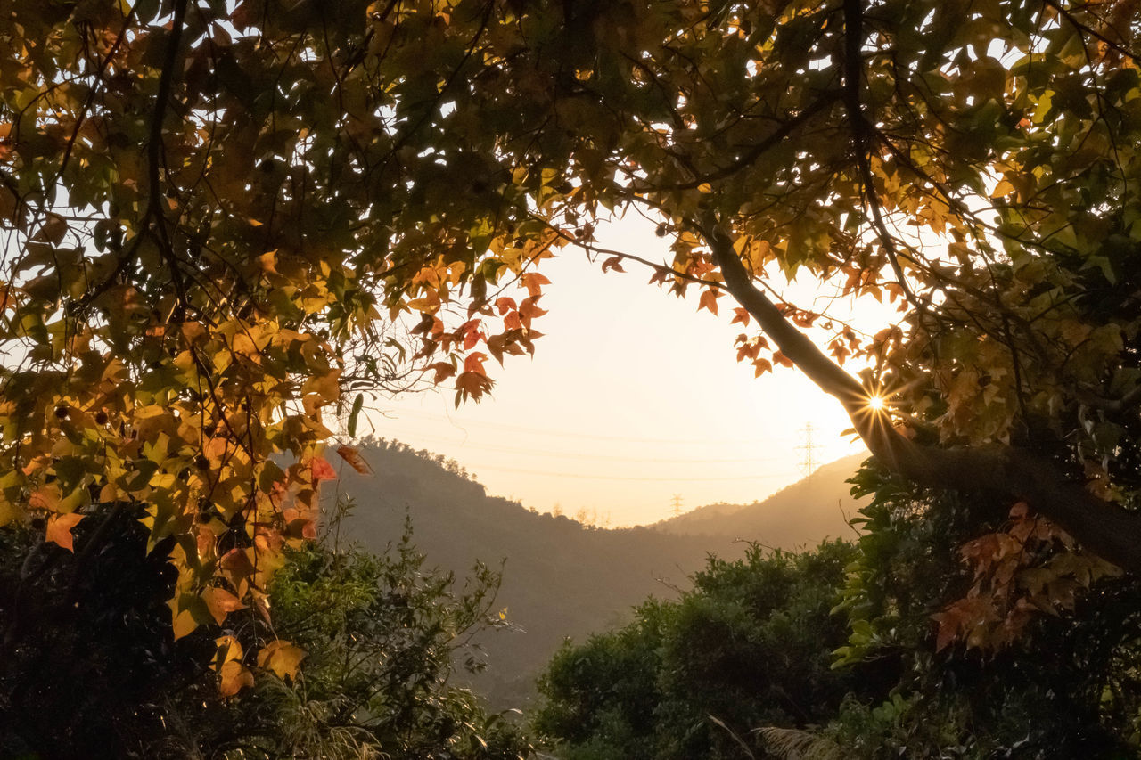 SUNLIGHT STREAMING THROUGH TREE DURING SUNSET