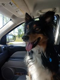 Close-up of dog looking through car