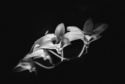 Close-up of flowers against black background