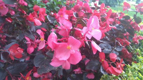 Close-up of pink flowers