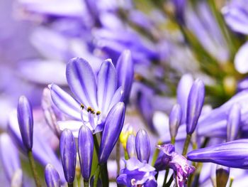 Close-up of purple crocus flowers