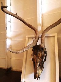 Close-up of animal skull