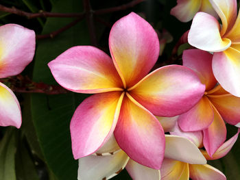 Close-up of pink flowering plants in park