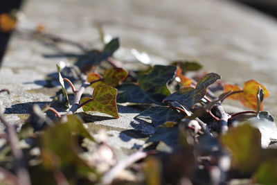 Close-up of autumn leaves on land