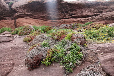 Close-up of plants growing on rocks