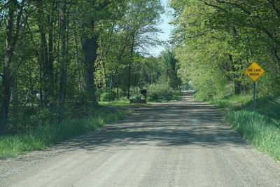 Empty road amidst trees in forest